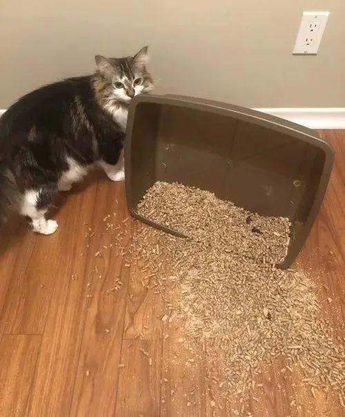 男生说猫屎臭被头上扣饭？警方回应-猫 屎嗨