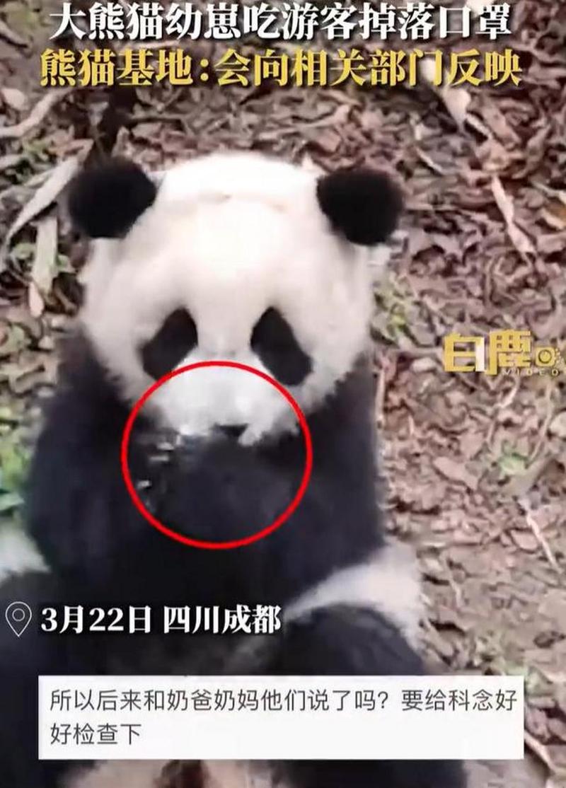 大熊猫幼崽吃游客掉落口罩-大熊猫幼崽吃游客掉落口罩一